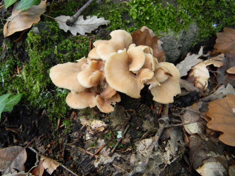 Funghi da confermare.